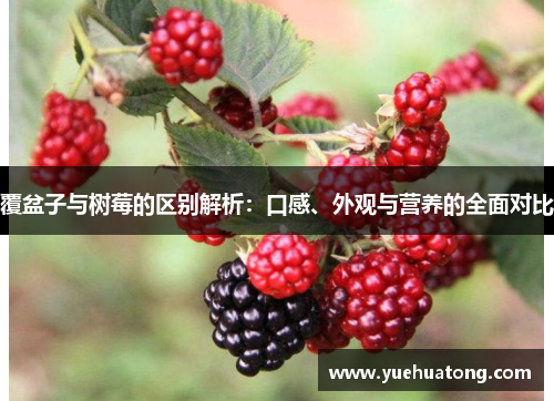 覆盆子与树莓的区别解析：口感、外观与营养的全面对比